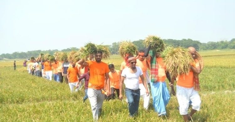 সিলেটে যুবলীগ অসহায় কৃষকের ধান কেটে ঘরে তুলে দিয়েছে