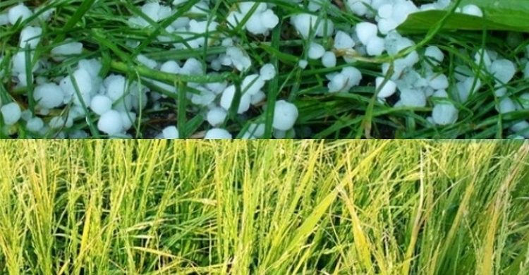 সুনামগঞ্জে কয়েক মিনিটের শিলাবৃষ্টিতে ২০ গ্রামের কৃষক ক্ষতিগ্রস্ত