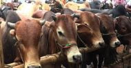 ১ কোটি ১৯ লাখ গবাদিপশু প্রস্তুত কোরবানির জন্যে