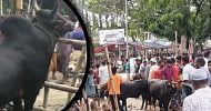 দক্ষিণ সুরমার হাজীগঞ্জ গরুর হাট: স্বাস্থ্যবিধি না-মানা মানুষের প্রচণ্ড ভিড় দেখে গরুগুলোও অবাক