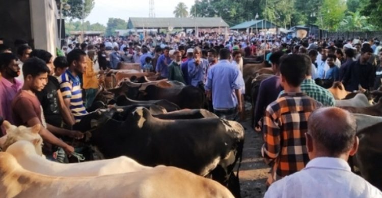 মৌলভীবাজার খামারিদের লোকসান ৭ কোটি টাকা