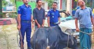 প্রাইভেট কারে গরু চুরি, আটক ১