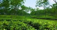 দেশে চা উৎপাদনে সর্বোচ্চ রেকর্ড