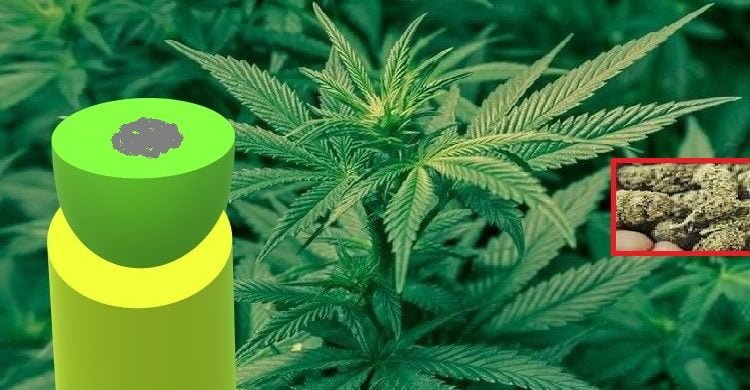 গাঁজাতে করোনা প্রতিরোধক এ্যাসিড : গবেষণা