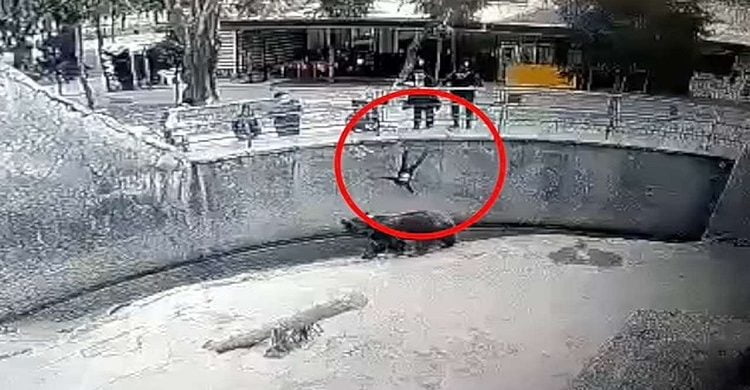 তিন বছরের মেয়েকে ভালুকের খাঁচায় ফেললেন মা (ভিডিও)