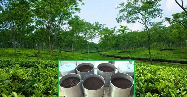 শ্রীমঙ্গলে ১৯তম  চা নিলাম : এক লাখ কেজি বিক্রি