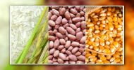 গবেষণায় পাওয়া : চাল বাদাম ভুট্টায় ক্যান্সার সৃষ্টির উপাদান, দুধ ও মাংসে এ্যান্টিবায়োটিক