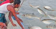 জালে ও বাজারে ইলিশ জমজমাট