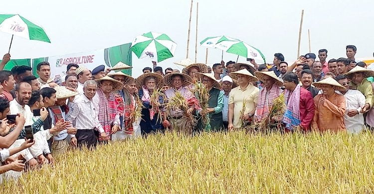 সুনামগঞ্জ: হাওরে ধান কাটলেন ৩ মন্ত্রী