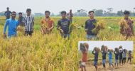  বিশ্বনাথ: ধান কেটে দিয়েছে উপজেলা ছাত্রলীগ