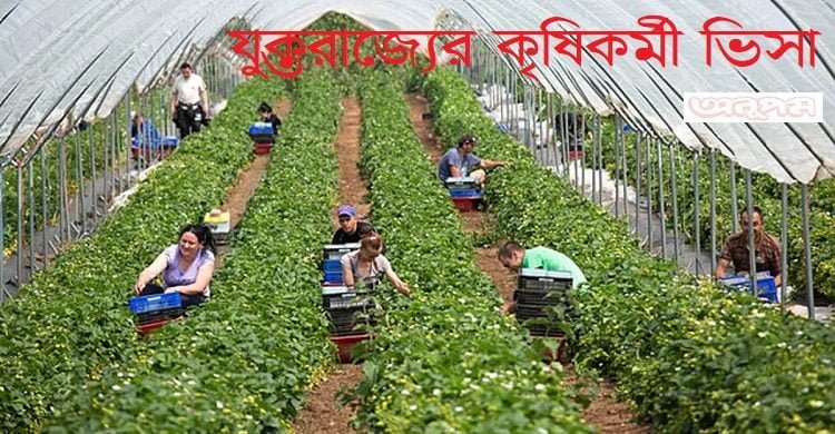 যুক্তরাজ্যের কৃষিকর্মী ভিসা: কত জন যেতে পারবে বাংলাদেশের? বিশেষজ্ঞরা যা বললেন