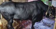 ২৫ লাখ দাম চাওয়া সেই গরুটি বিক্রি হল ৫ লাখে