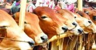 চাহিদার চেয়ে এবার ২১ লাখের বেশি কোরবানির পশু প্রস্তুত