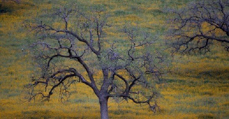 বিজ্ঞান কল্পগল্প: গাছের ভাষা গাছের শিস