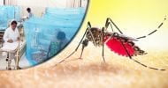 ডেঙ্গু: দেশে একদিনে মৃত্যু আরও ১০, হাসপাতালে ২৫৮৯