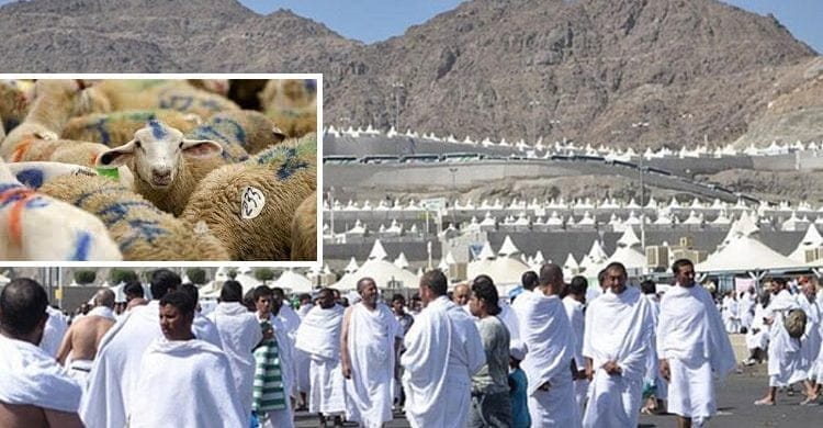 কী করে সৌদি আরব বিশ লাখ হাজীর দেয়া কুরবানির মাংস?