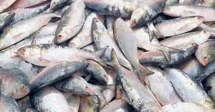 ইলিশের কেজি ১,৬৫০ টাকা দেশে, ভারতে রপ্তানি হচ্ছে ১,১৮০ টাকায়