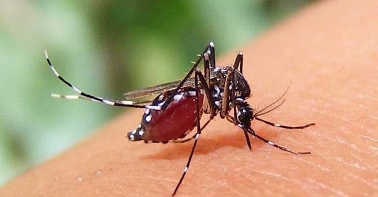 ডেঙ্গু: আরও ৮ জনের মৃত্যু, বছরের সর্বোচ্চ রোগী শনাক্ত