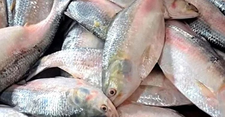 ভারতে তিন হাজার মেট্রিক টন ইলিশ যাচ্ছে