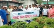 মৌলভীবাজারের তিন উপজেলায় কৃষকদের মাঝে ধানের চারা বিতরণ