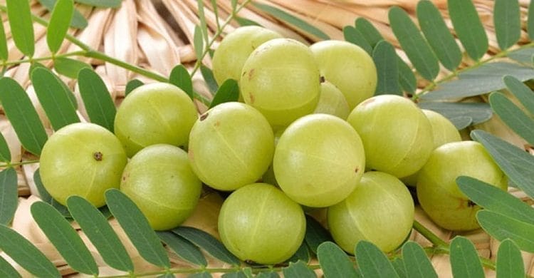 শীতে আমলকি খেলে যেসব বিস্ময়কর উপকার পাবেন