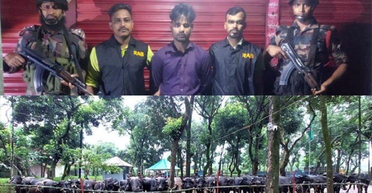 সিলেট: বিজিবির উপর হামলা: উদ্ধার ২ কোটি টাকার গরু, আটক ১