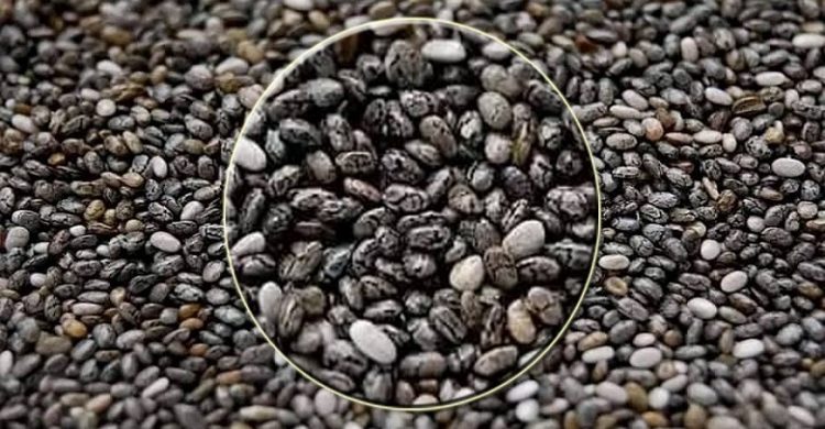 সতেজ সবল রাখে চিয়া বীজ বার্ধক্যেও