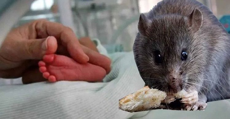 ইঁদুরের কামড়ে হাসপাতালেই প্রাণ গেল দুই নবজাতকের, দেশজুড়ে চাঞ্চল্য