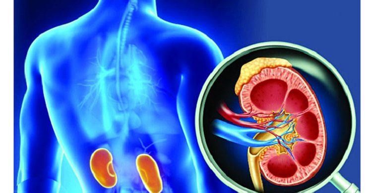 কিডনি সুস্থ রাখবে যেসব খাবার