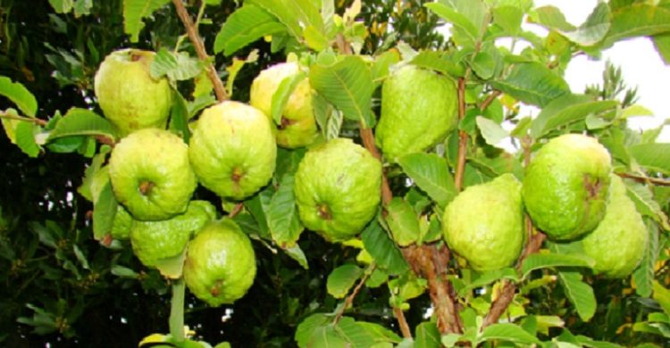 পেয়ারা ওজন কমায়, আরও যেসব উপকার