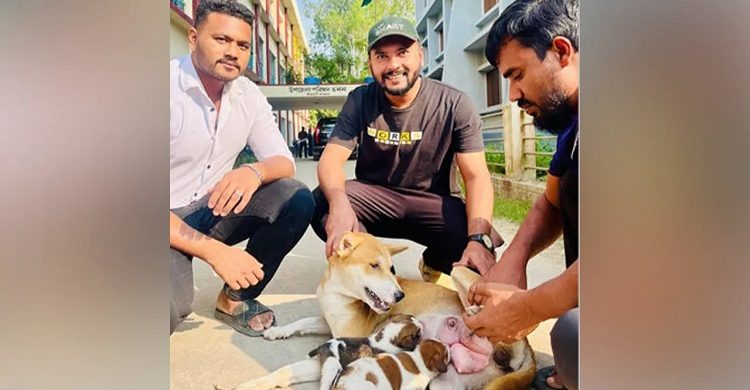 মা কুকুরটিকে দেওয়া হলো দুটি বাচ্চা